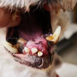 好先生宠物医院:西安市未央区大明宫附近