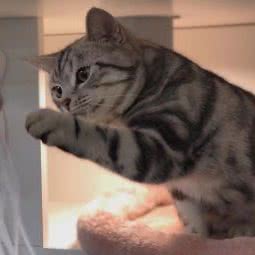 狗的猫宁宠物店:西安市未央区和平村附近