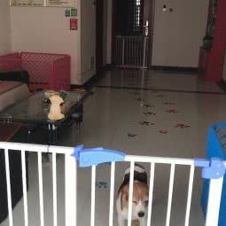 派佳宠物生活馆:西安市未央区和平村附近