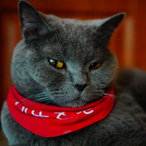 【喵乐ge咪】安格鲁雪貂咖和ta的猫咪小伙伴:西安市雁塔区小寨附近