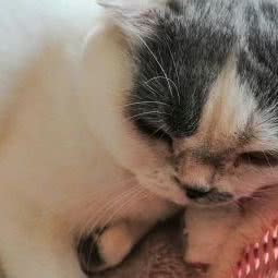 猫咪萌宠猫舍(momopark 店):西安市雁塔区小寨附近