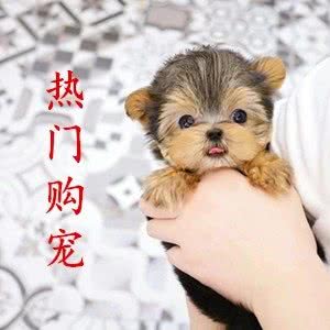 宠物售卖折扣店?长安名宠繁育基地?犬舍猫舍直营总店:西安市雁塔区小寨附近