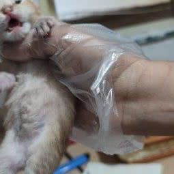 爱喵匠:西安市雁塔区长安路附近