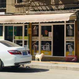 柚家宠物:西安市雁塔区大雁塔附近