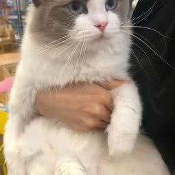 喵小姐の猫·人猫互动体验馆(曲江店):西安市雁塔区大雁塔附近