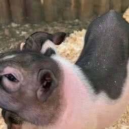 香草·奇喵屋:西安市雁塔区大雁塔附近