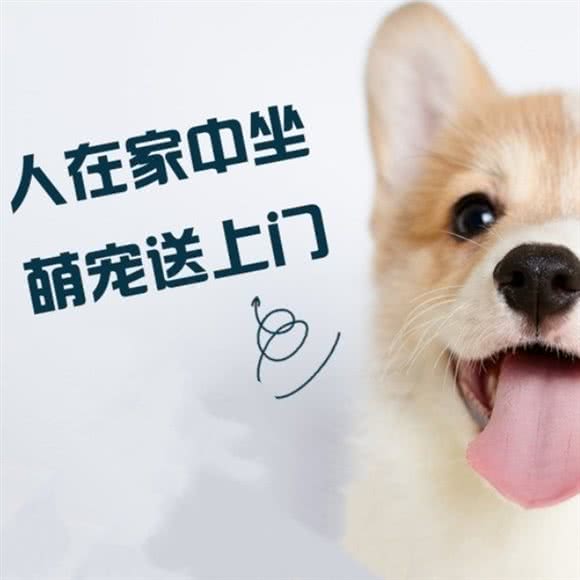 名犬·爱宠·宠物售卖·大型繁殖基地(华城万象店):西安市雁塔区电视台/会展中心附近