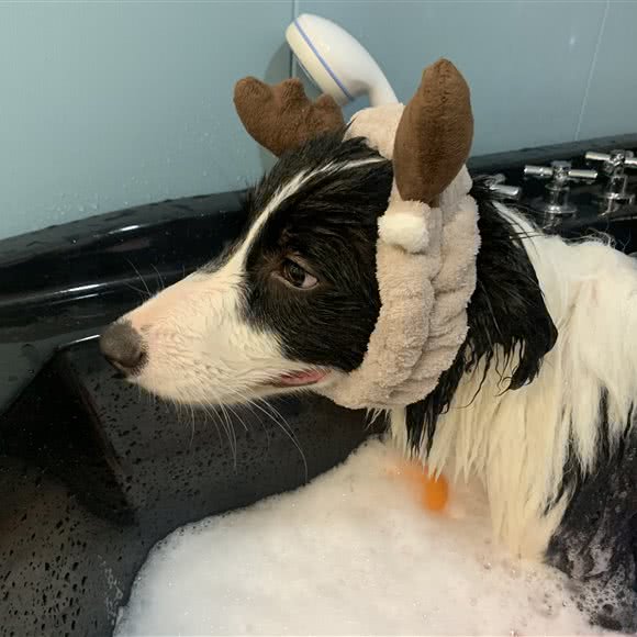 洗狗大师宠物SPA高级美容会所(华城万象分店):西安市雁塔区电视台/会展中心附近