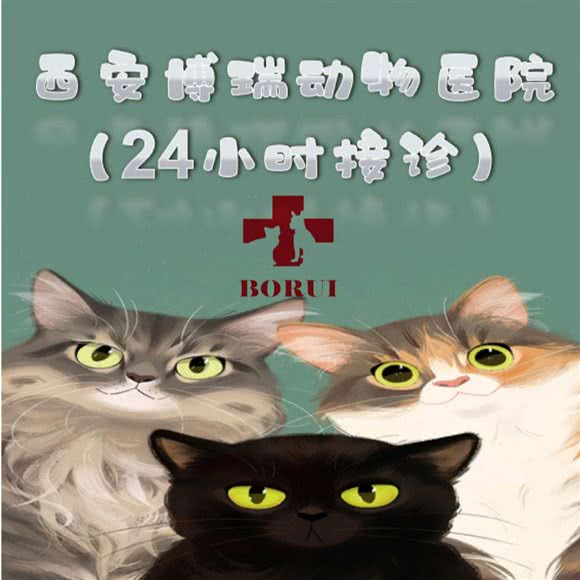 西安雁塔区24小时博瑞动物医院:西安市雁塔区明德门附近