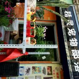 精灵宠物部落:西安市雁塔区杨家村附近