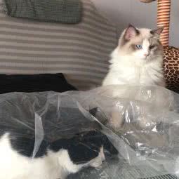 桔子家猫咪寄养:西安市雁塔区吉祥村附近