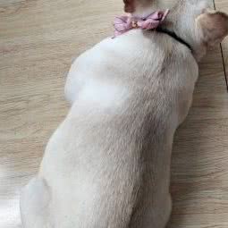 唯美宠物生活馆:西安市雁塔区雁翔路附近