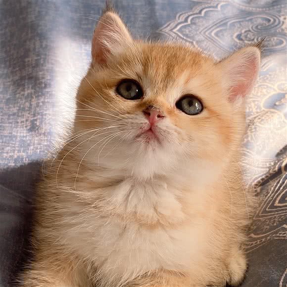 栖喵居猫咪寄养专属酒店:西安市雁塔区雁翔路附近