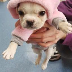 爱诺宠物医院:西安市雁塔区三森附近