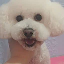 开心宠物:西安市阎良区阎良区附近