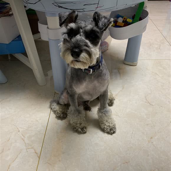 格瑞宠物:西安市临潼区临潼区附近