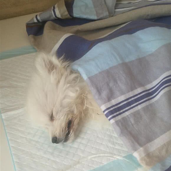 观赏宠物医院:西安市临潼区临潼区附近