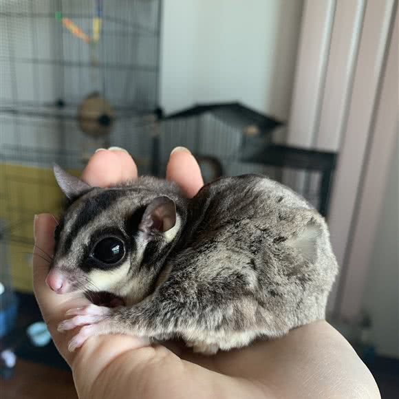 宠来宠趣异宠互动馆:西安市长安区韦曲西街附近