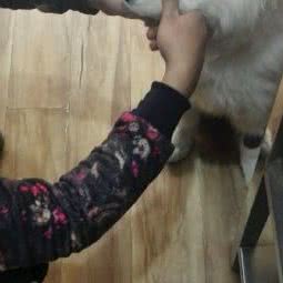 长安宠物医院:西安市长安区韦曲西街附近