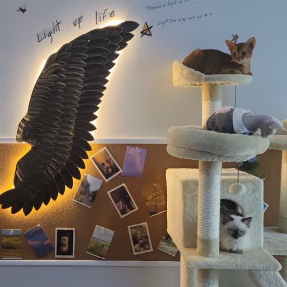 喵星球猫咖·桌游:西安市长安区南大学城附近