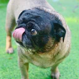 秦岭生态宠物乐园:西安市长安区秦岭沿线附近