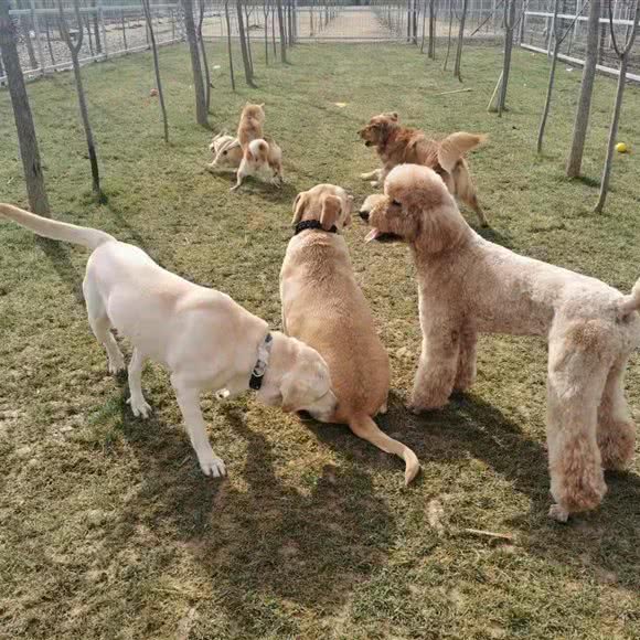 汪汪队宠物幼儿园:西安市长安区秦岭沿线附近