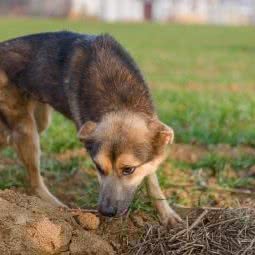 Home宠物社区:西安市长安区秦岭沿线附近