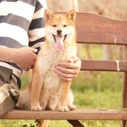 唐旺柴犬犬舍:西安市长安区秦岭沿线附近