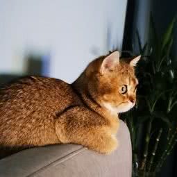 众望狗狗诊所:西安市长安区郭杜附近