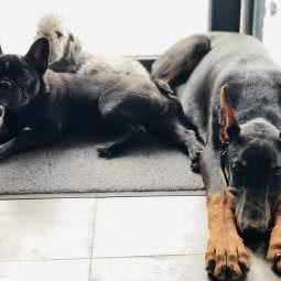 喜宠家:西安市长安区航天城附近