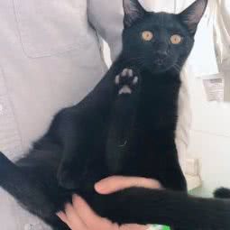 汪星人:西安市长安区长安广场附近