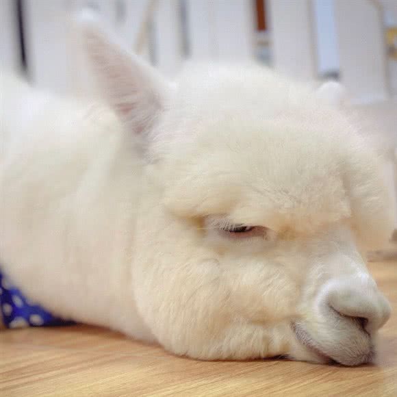 大吉家 猫咖·狗咖·羊驼咖:西安市长安区韦曲南站附近