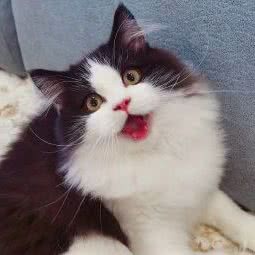 守爱一生宠物店:铜川市耀州区新时代广场附近