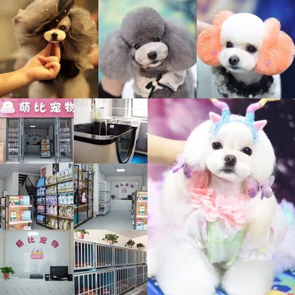 优贝宠物:宝鸡市渭滨区高新区附近