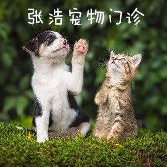 张浩宠物门诊:宝鸡市渭滨区人民公园附近
