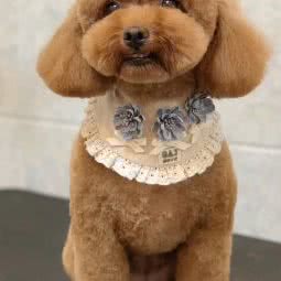 宝仔屋宠物美容:宝鸡市金台区第五大道附近