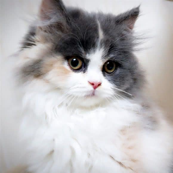 啾咪宠物工作室:咸阳市秦都区秦都区中心城区附近