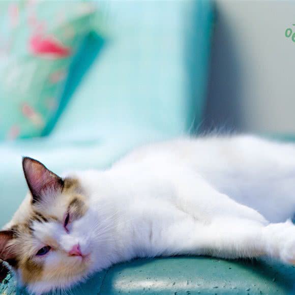 喵屿猫咪生活馆:咸阳市秦都区秦都区中心城区附近