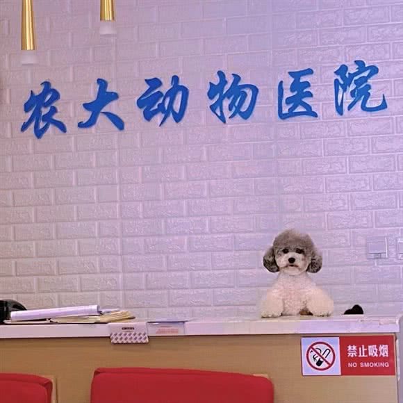 农大动物医院(团结路分院):咸阳市秦都区秦都区中心城区附近