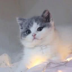 喜猫屋:咸阳市秦都区玉泉路附近