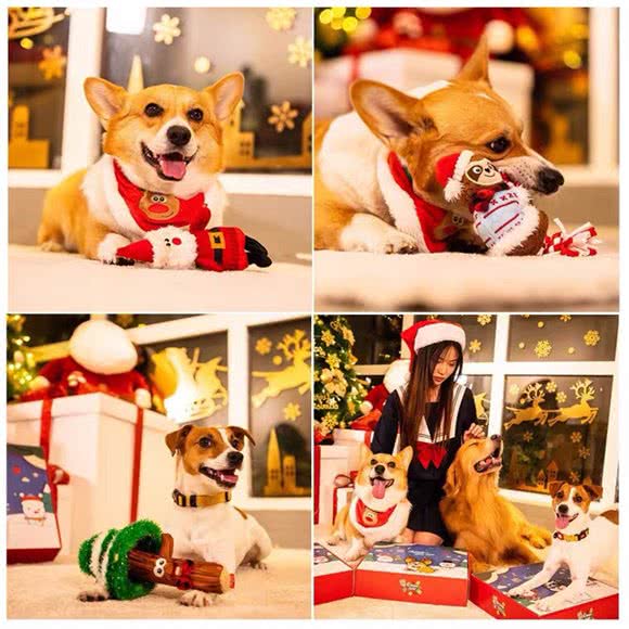 派多格宠物馆:咸阳市秦都区世纪大道附近