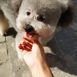 吉吉爱宠屋(奥园店):咸阳市秦都区世纪大道附近