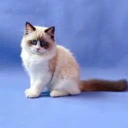 sunny猫舍:咸阳市秦都区世纪大道附近