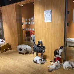 猫冇咖(吾悦广场店):咸阳市秦都区南大学城附近