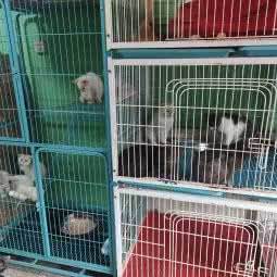 威廉犬舍:咸阳市秦都区西阳村十字附近