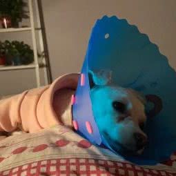 瑞康动物医院:咸阳市杨陵区杨陵区附近