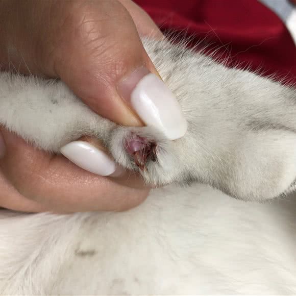 狗大帅名门汪族宠物吧(古都总店):咸阳市渭城区火车站附近