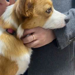 康丽宠物診疗:咸阳市渭城区金旭路附近