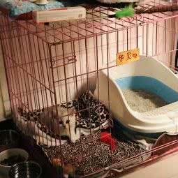 波比萌宠(杜桥派出所南邻店):渭南市临渭区新洲附近