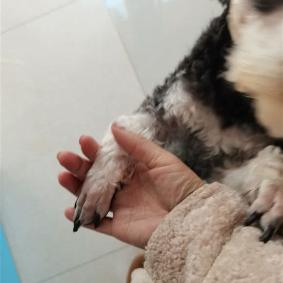 爱宠宠物医院:渭南市临渭区乐天大街附近